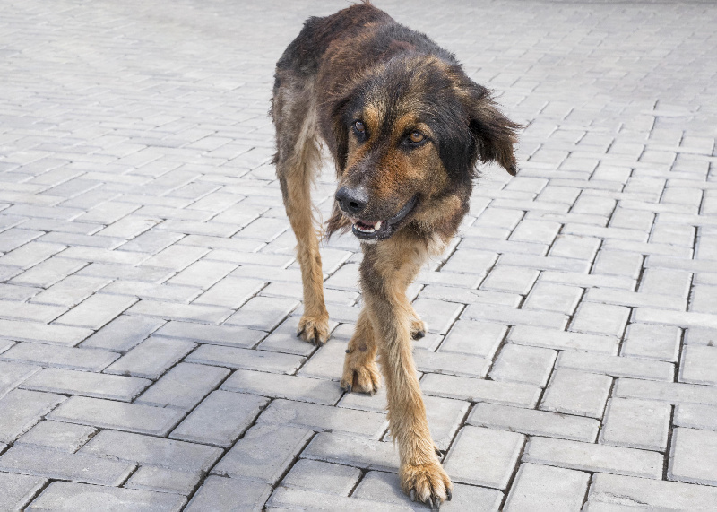 В Шимановске бездомная собака набросилась на 11-летнюю девочку и порвала ей куртку - 2x2.su