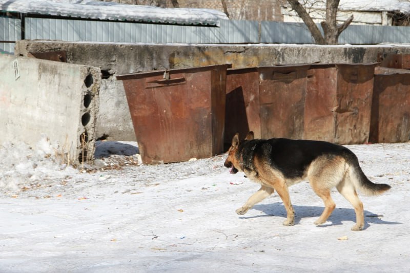 В Приамурье детям и пьяным взрослым хотят запретить выгуливать собак - 2x2.su