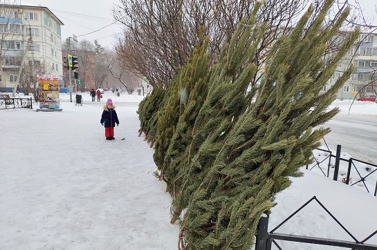Определены места в Благовещенске, где продают новогодние ёлки - 2x2.su