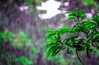 Местами сильные дожди: прогноз погоды в Приамурье на 1 августа