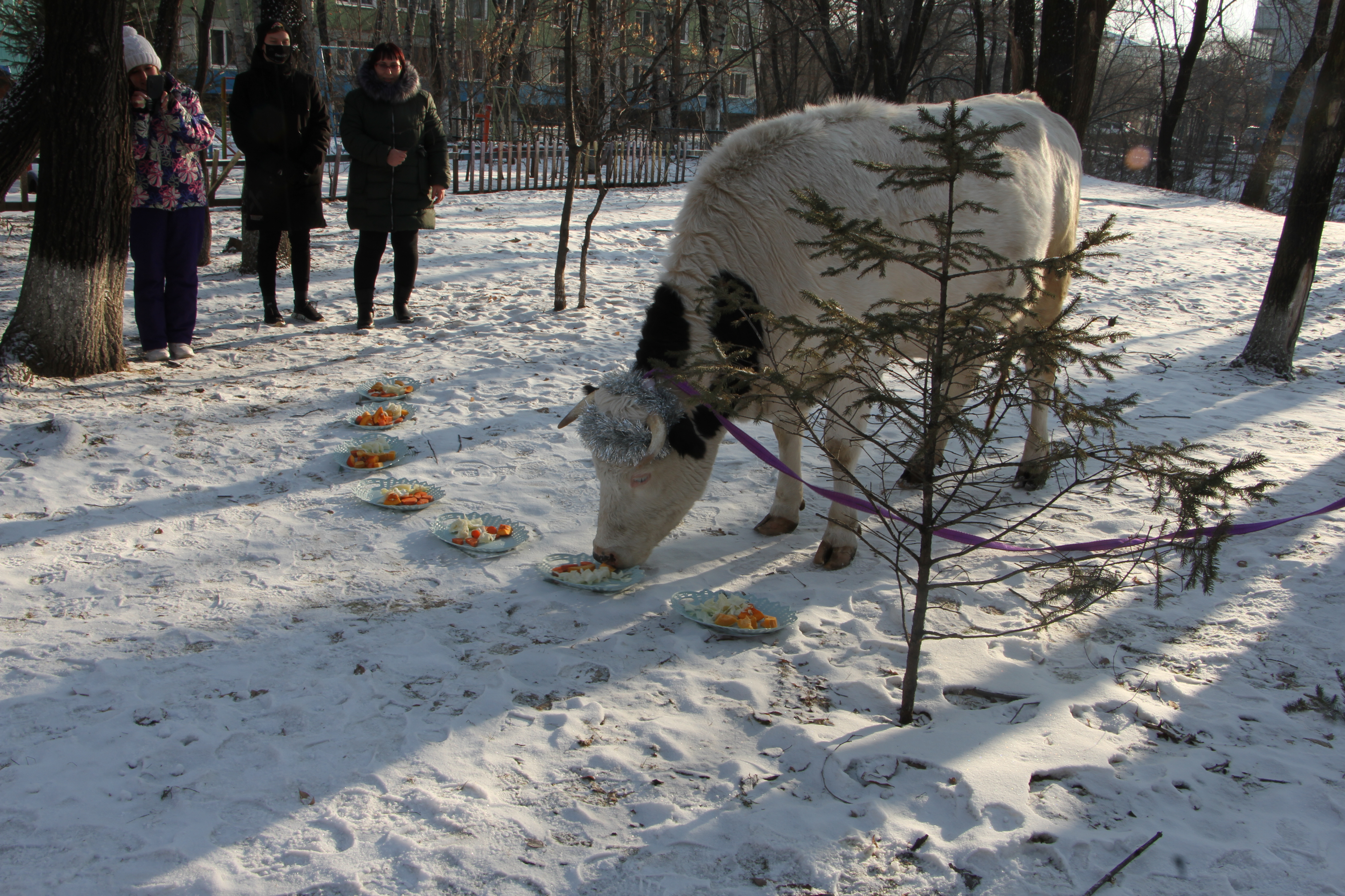 Что благовещенская корова-гадалка предсказала на 2021 год? - 2x2.su картинка 8