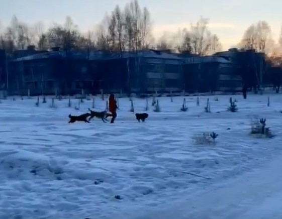 В Шимановске сняли на видео, как бездомные собаки стаей бросились за ребёнком - 2x2.su