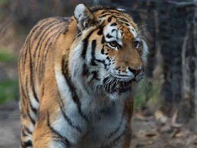 В Хабаровском крае застрелили тигра-людоеда - 2x2.su