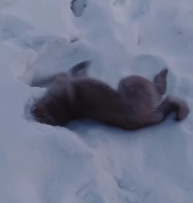 Амурчане пересылают видео с умирающей в муках собакой, снятое якобы в Шимановске - 2x2.su