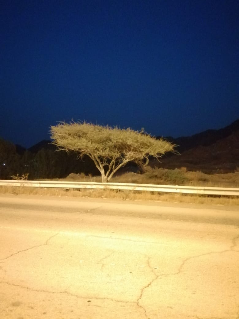 С головой – в экзотику: благовещенка рассказала об отпуске в Арабских Эмиратах  - 2x2.su картинка 18