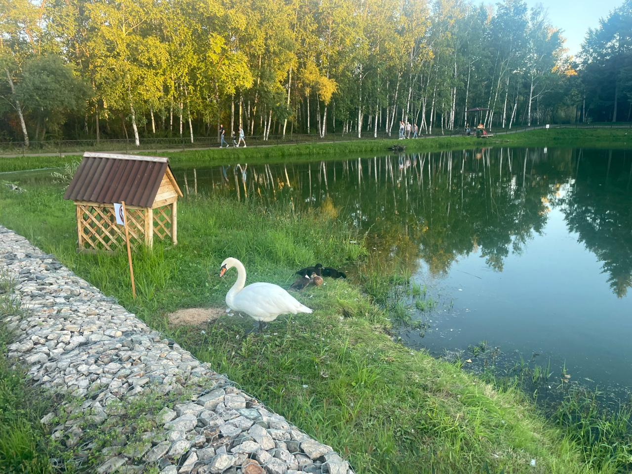 Закормили булками»: в Ивановке умер чёрный лебедь, которого недавно завезли  на озеро