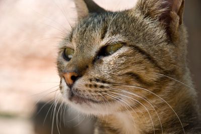 Гороскоп на 9 января: Близнецам не надо швыряться табуретками, а Весам терять границы - 2x2.su