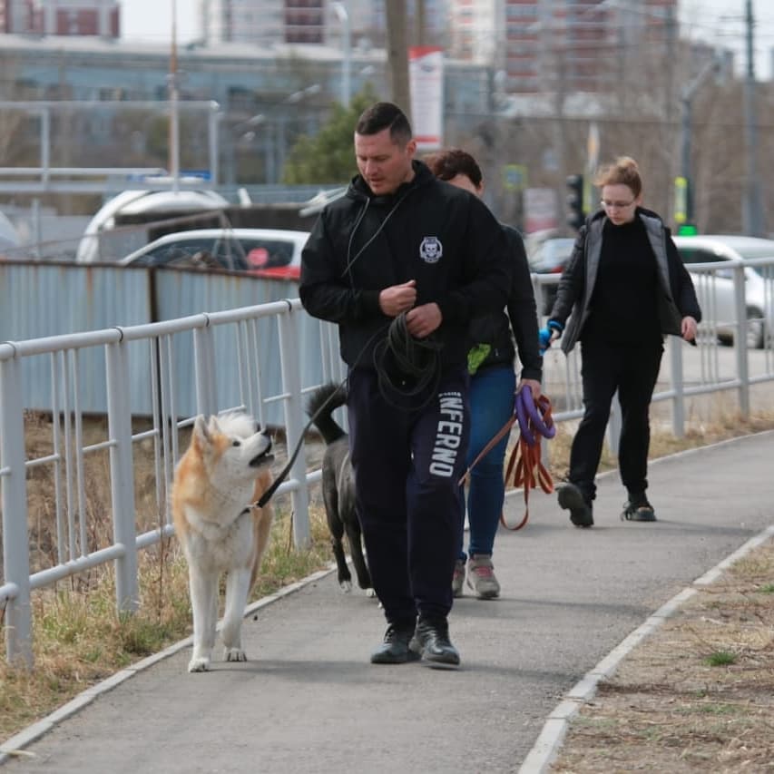 Как правильно воспитывать своего питомца?  - 2x2.su картинка 4