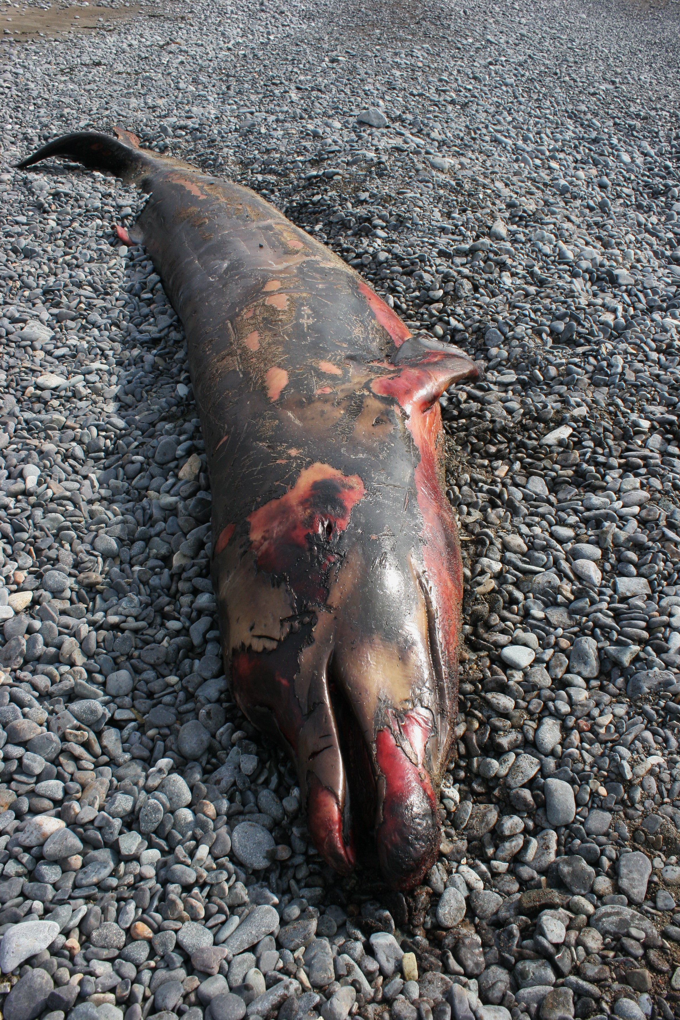 В Приморье на берегу нашли мёртвого китёнка