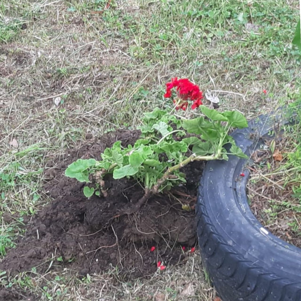 Дети в Зее проверяли друг друга «на злость» и изуродовали клумбы у ЗАГСа - 2x2.su картинка 2