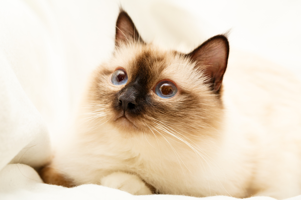 Гороскоп на 7 сентября: Овны плохо хотят, а Весов ждет отличная ночь - 2x2.su