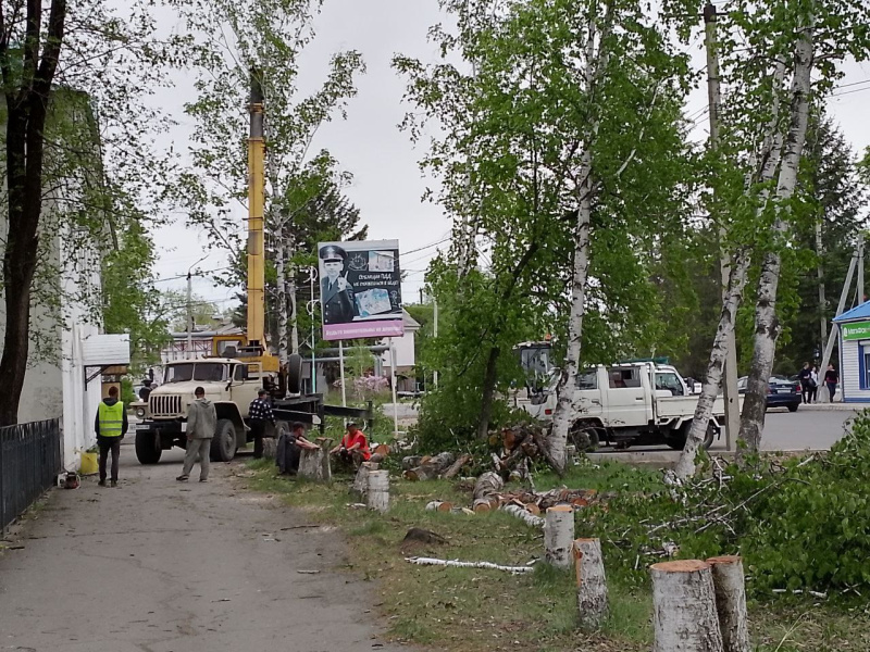 фото деревья вырубили