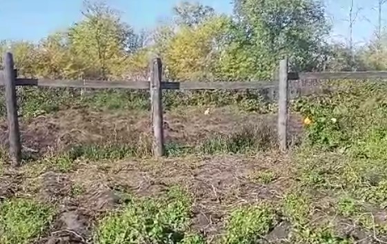 В Белогорском районе сняли на видео дикую рысь, забравшуюся в огород - 2x2.su