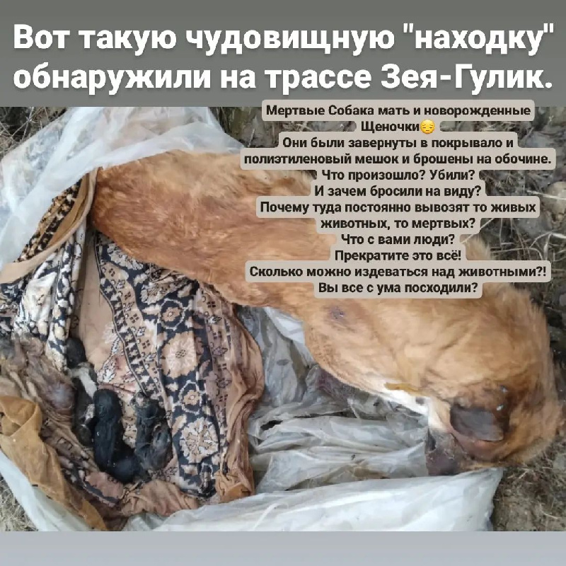 В Приамурье на трассе в полиэтиленовом мешке нашли мёртвыми собаку и новорождённых щенков   - 2x2.su
