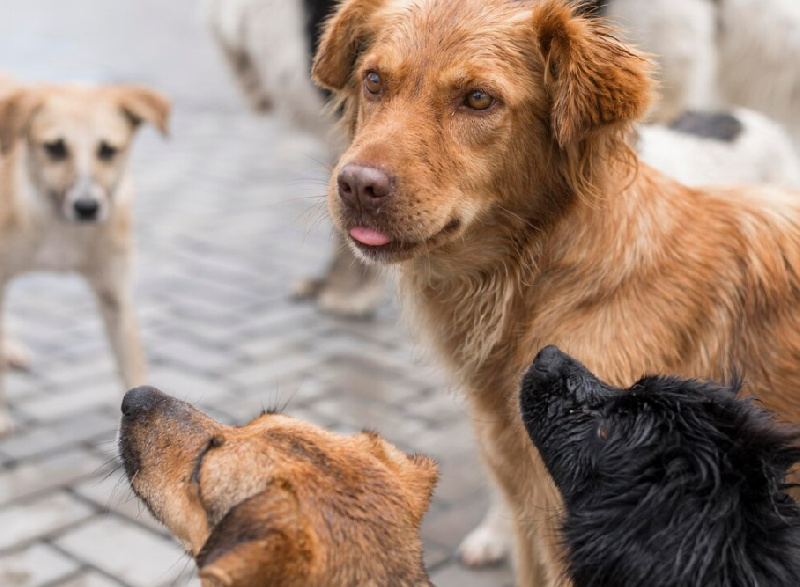 С администрации Сковородинского района взыскали 30 тысяч рублей из-за собаки, укусившей подростка