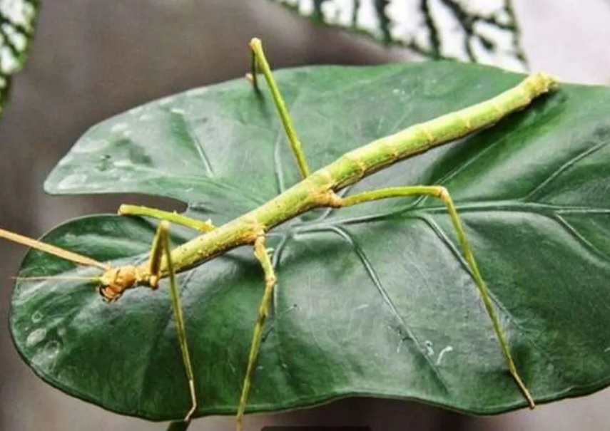 Скорпионы, белки, тараканы и лягушки: каких животных можно купить в Благовещенске - 2x2.su картинка 2