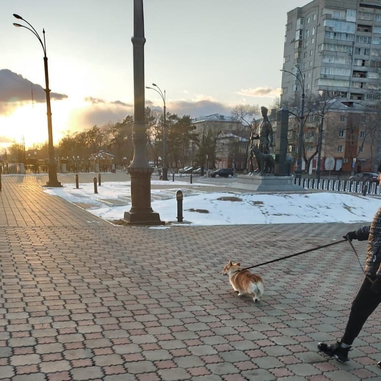 «Не в том месте»: в Благовещенске на набережной «ловили» собачников - 2x2.su картинка 5