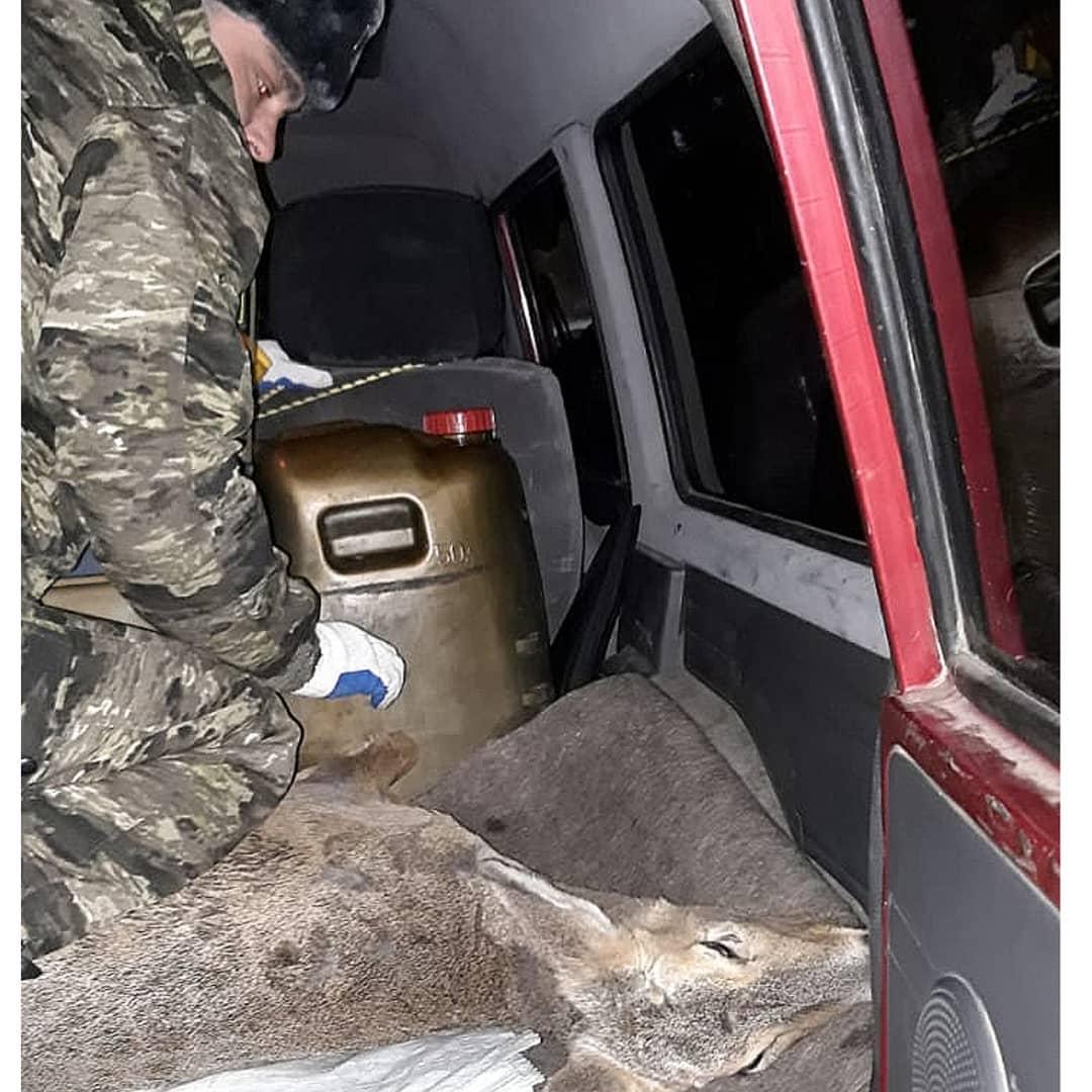 В Зейском районе охотоведы спасли косулю, подранную собаками - 2x2.su картинка 2