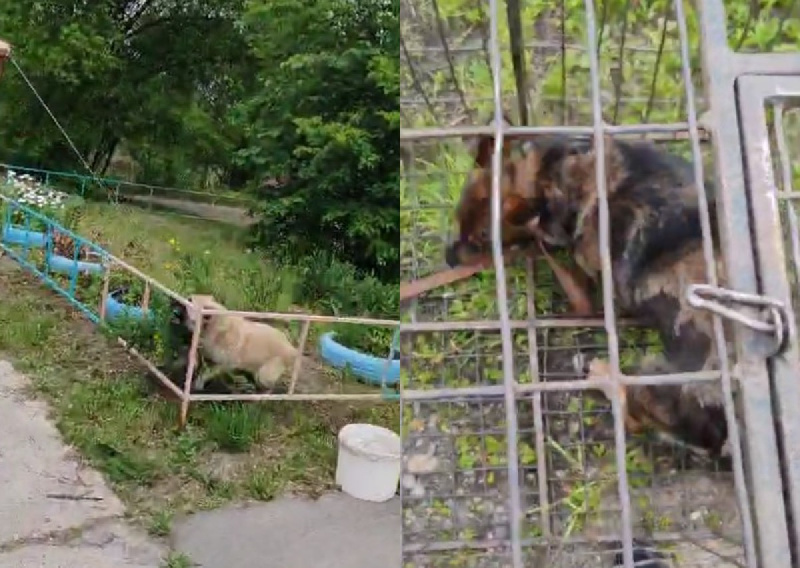 В Райчихинске за один день с улиц забрали десять бездомных собак