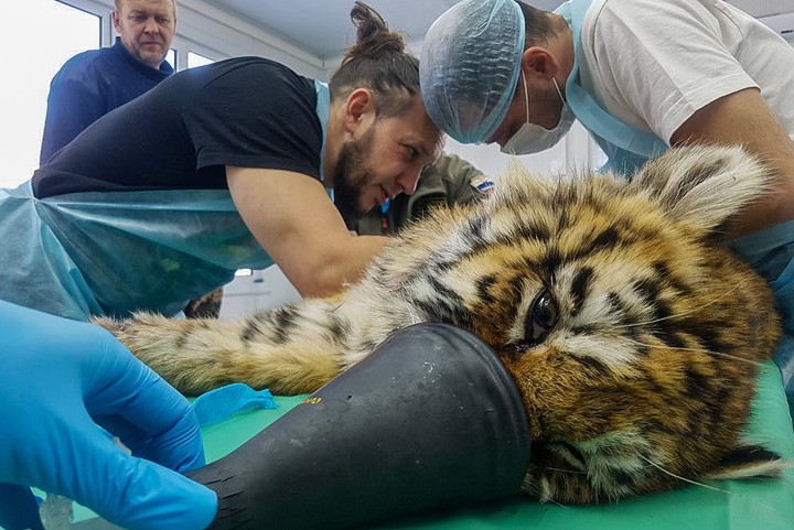 В Приморье врачи провели сложную операцию для спасения тигрёнка с обморожением и травмой челюсти