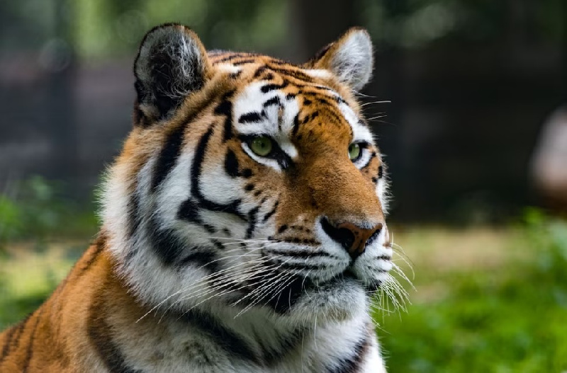 Что даст Приамурью статус ареала обитания амурского тигра?