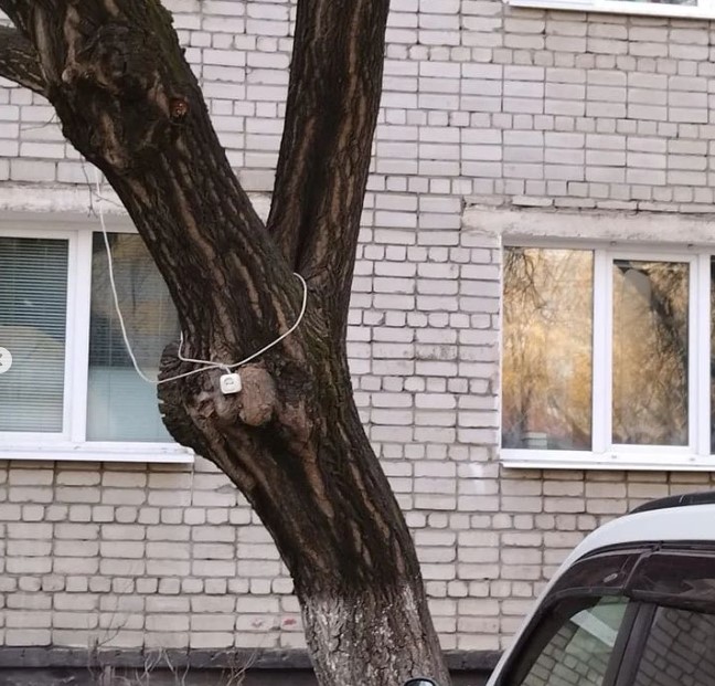 Благовещенские зооволонтёры смогли покормить кошку, запертую в квартире без еды и воды