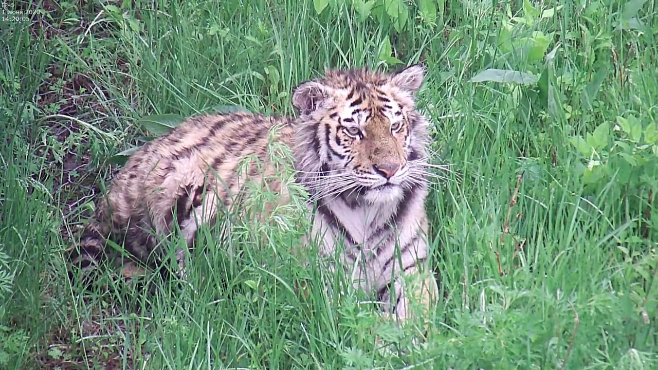В мае в Приамурье поселится тигрица Санда