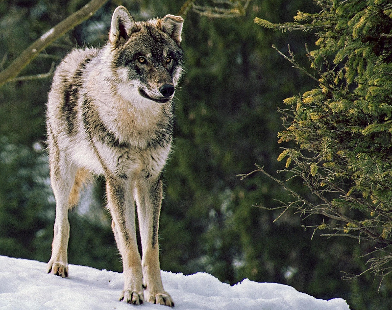 В Приамурье охотникам на волков хотят платить в два раза больше, чтобы справиться с численностью хищников - 2x2.su