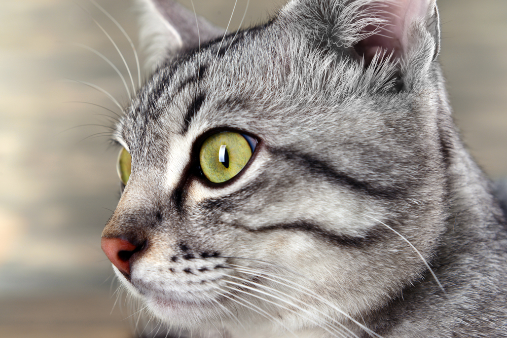 Гороскоп на 7 ноября: Девы знают, как сделать больно, а Весам завидуют - 2x2.su