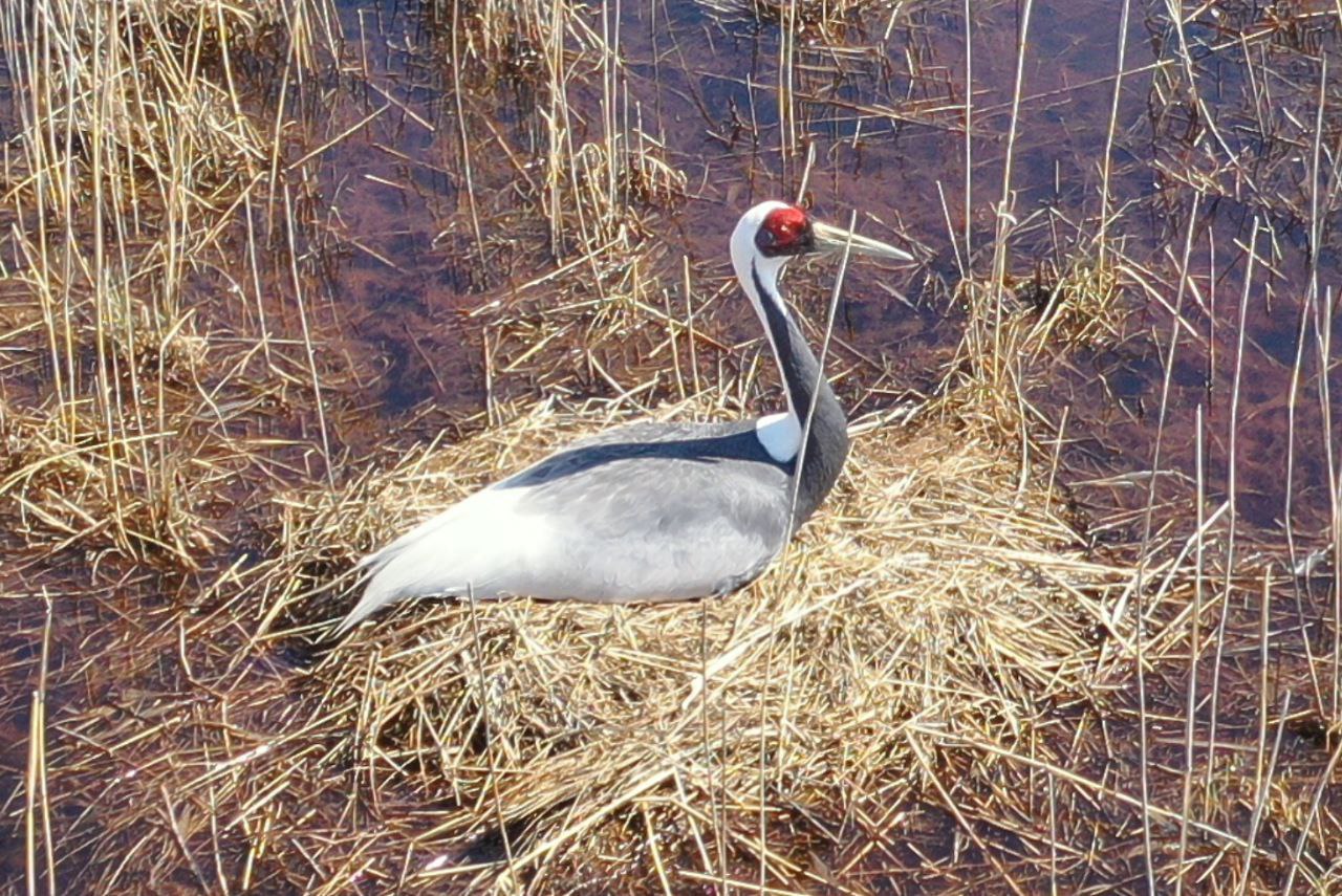У дальневосточных аистов в Амурской области начали появляться птенцы - 2x2.su картинка 2