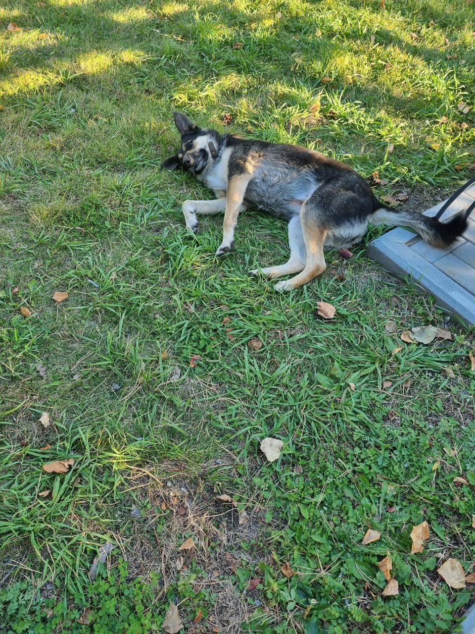 Благовещенский «Хатико» все еще ищет хозяина - 2x2.su картинка 3