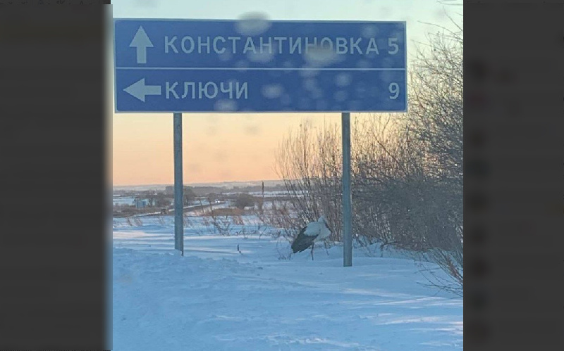 В Приамурье нашли дальневосточного аиста, который не улетел на зимовку - 2x2.su