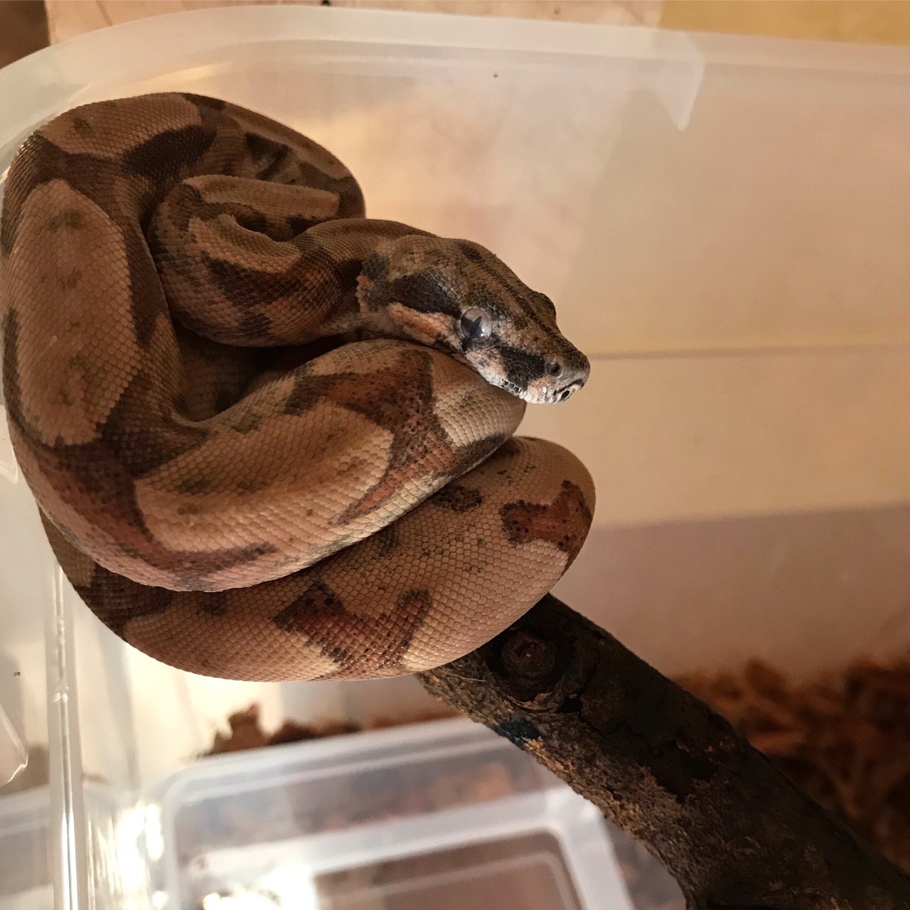 Страсть из детства: благовещенец разводит в квартире рептилий и продаёт их всем желающим  - 2x2.su картинка 7