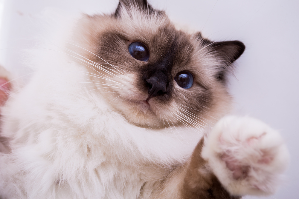 Гороскоп на 3 сентября: Водолеев втянут в чужие интриги, а у Раков созреет план - 2x2.su