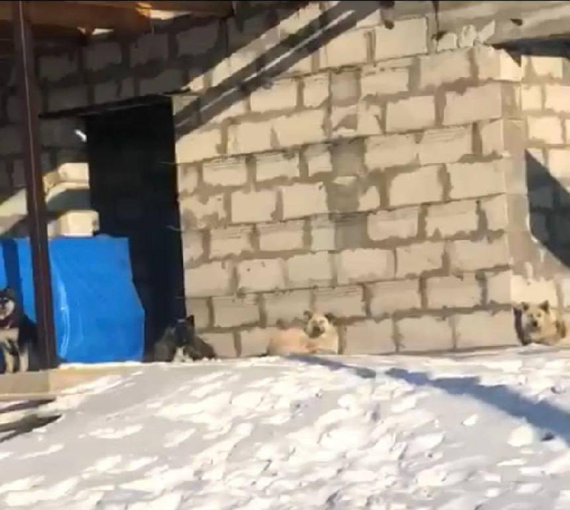 В Чигирях бездомные собаки заняли недостроенный дом и держат в страхе людей