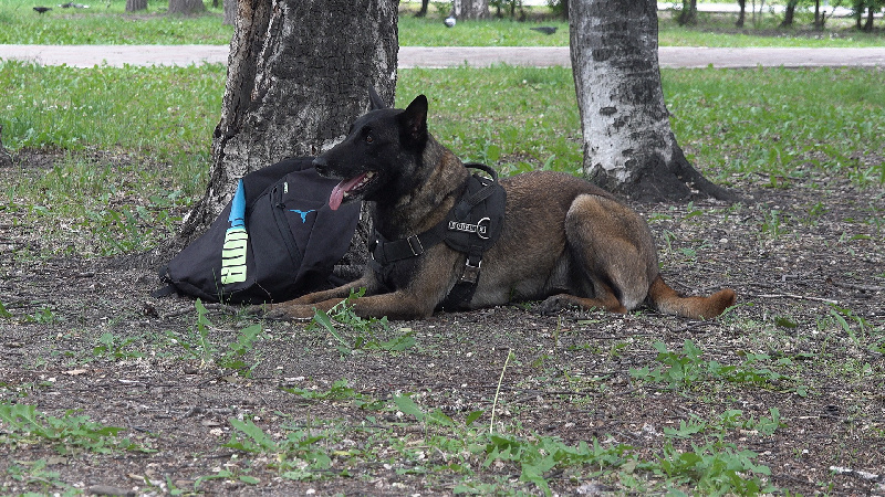 Амурская полиция рассказала, какие преступления помогают расследовать собаки  - 2x2.su