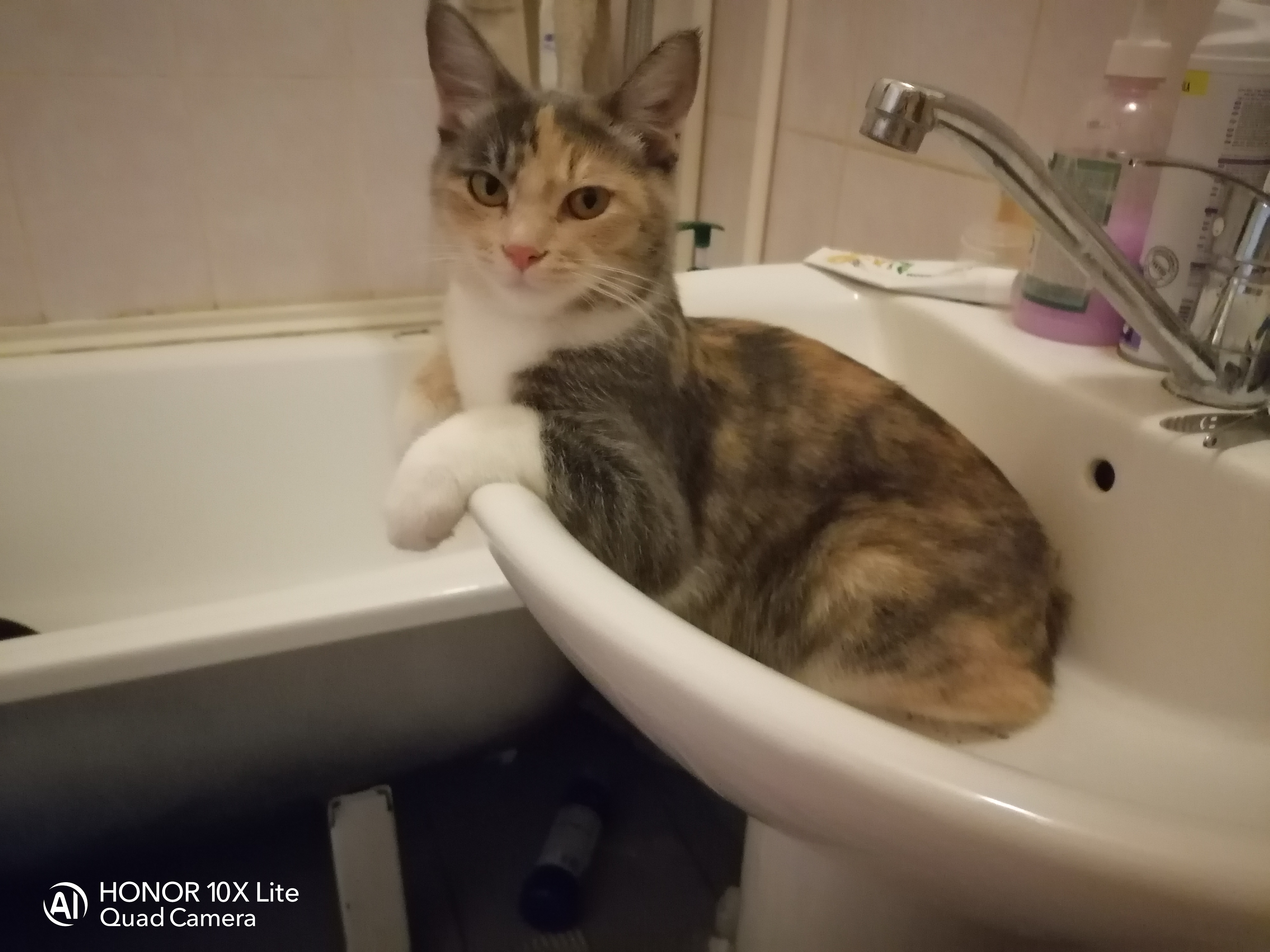 На портале 2х2.su стартовал фотоконкурс «Котик-обормотик» 