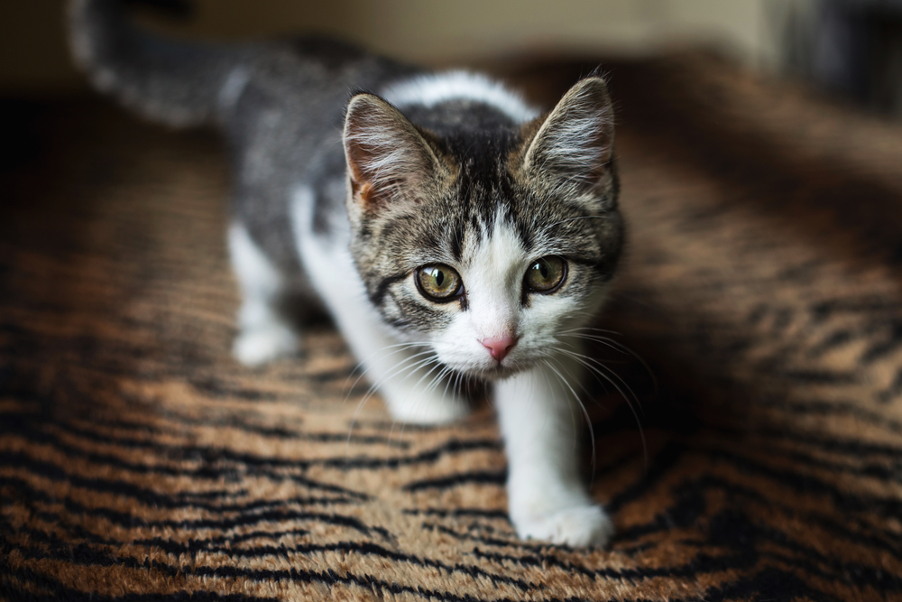 Гороскоп на 28 августа: Близнецам хочется тратить, а Рыбы выбирают «надо» - 2x2.su