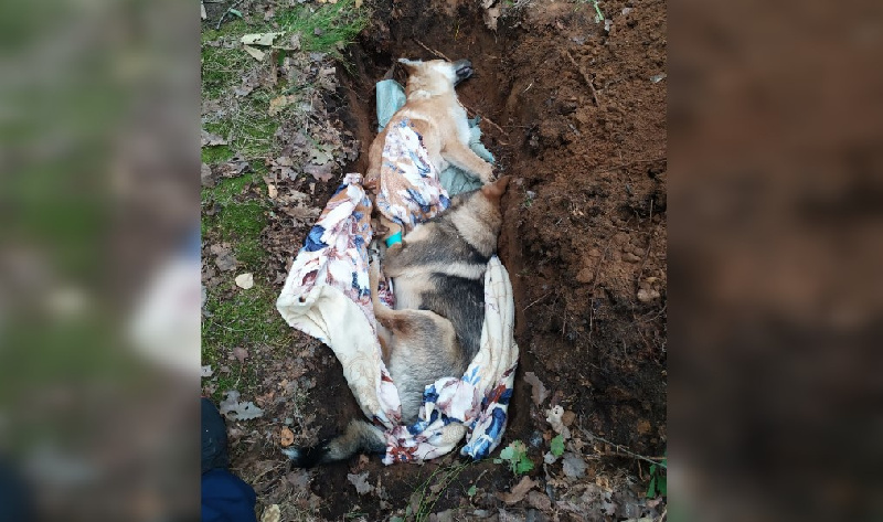 «Умирали в муках»: в Благовещенске отравили собак, за которыми ухаживали волонтёры - 2x2.su