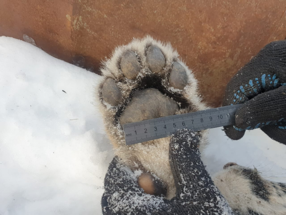 Под крыльцом жилого дома в Хабаровском крае нашли трупы двух амурских тигрят - 2x2.su картинка 2