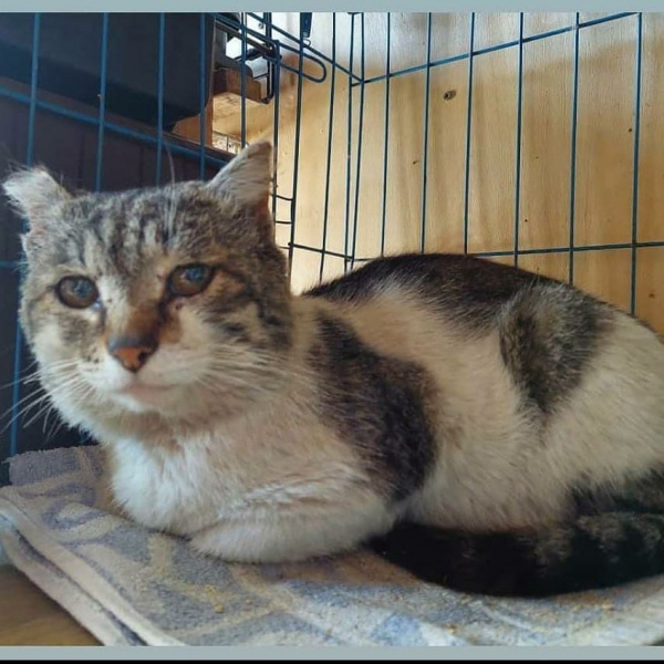 После паводка многие амурчане не  забрали своих животных у волонтёров - 2x2.su