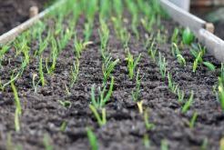 Как выбирать сорта для рассады - 2x2.su