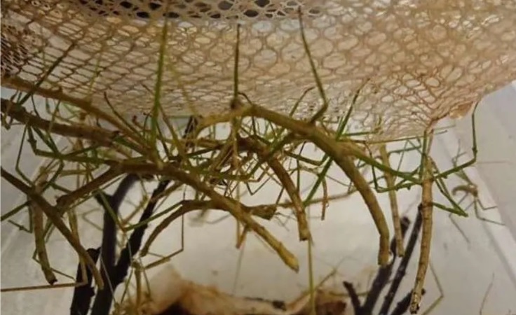 Скорпионы, белки, тараканы и лягушки: каких животных можно купить в Благовещенске - 2x2.su картинка 3