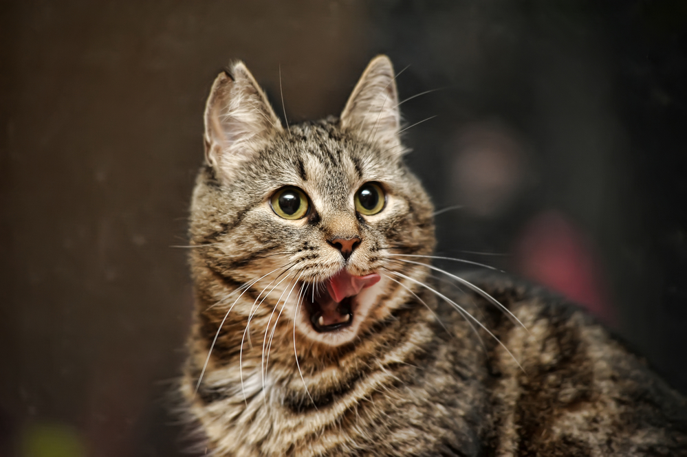 Гороскоп на 24 декабря: на Раков давят, в сердце Весов огонь - 2x2.su