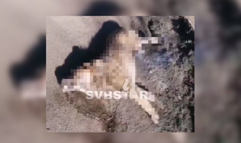 В Свободном сняли на видео бьющуюся в конвульсиях собаку, которую отравили неизвестные - 2x2.su