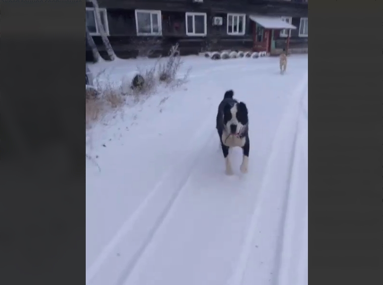 «Стукач с камерой»: жители Зеи разругались из-за собак на самовыгуле