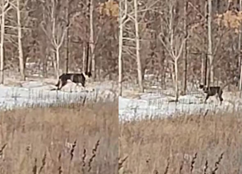 Амурчанка пожаловалась на мужчину, который привязал собак к деревьям - 2x2.su