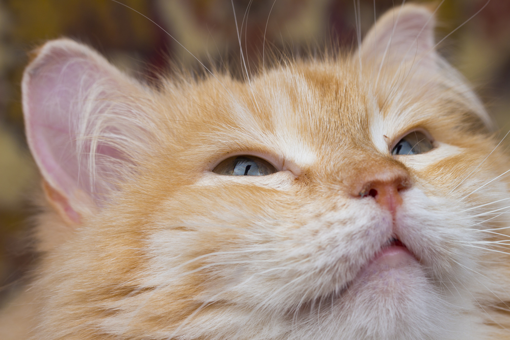 Гороскоп на 4 сентября: Овнам хочется балдеть, а Близнецам не надо суетиться - 2x2.su