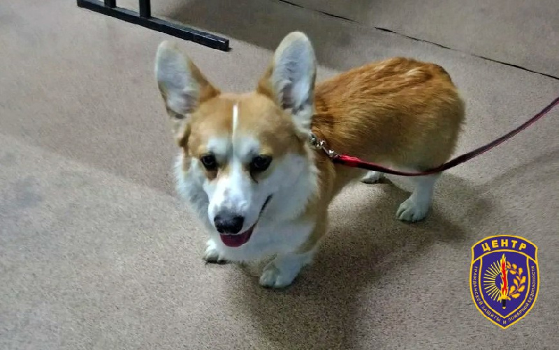 На трассе под Февральском спасли водителя фургона и его корги - 2x2.su