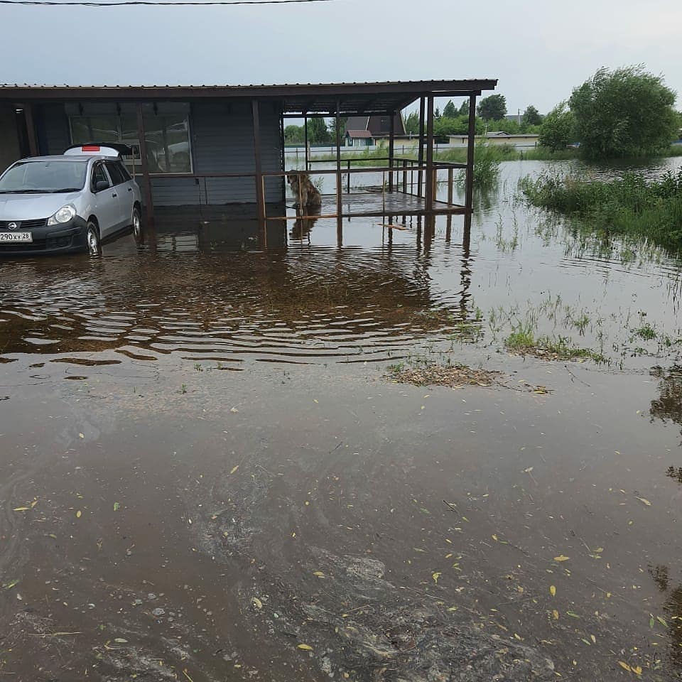 В благовещенской Владимировке спасли пса, у которого от воды отказали лапы - 2x2.su картинка 3